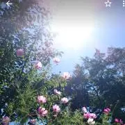 プネウマ（※プロフィール必読）の画像