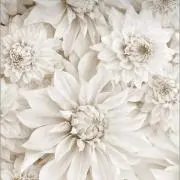 KOO プロフ必ず読んで下さい(__)