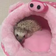 ぱたぱたの画像