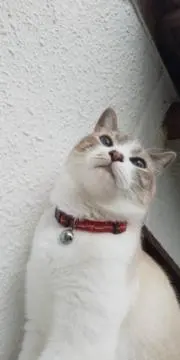 co coの画像