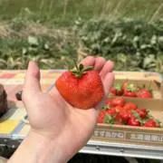 テミの画像