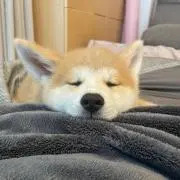 Rinの画像