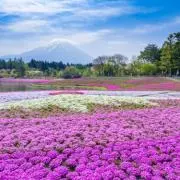 ぷーの画像