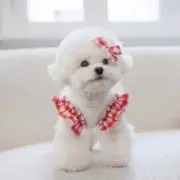 LuLu
