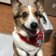 ココア