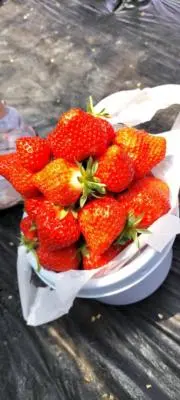 とかちゃん