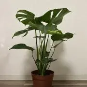 Aの画像