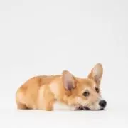 わんの画像