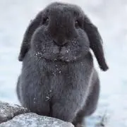 kuro-usagiの画像