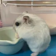 おこめチャン٩( ᐛ )و