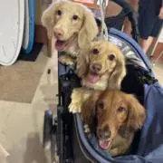 ろみひの画像
