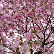 はなママの画像