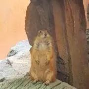 ステップ