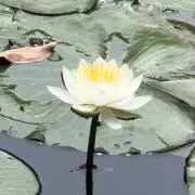 凪／商品ページ、プロフ確認お願いしますの画像