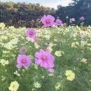 kikiの画像