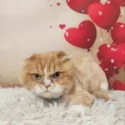 L.Bの画像
