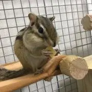 enrigoの画像