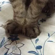 さまざまの画像