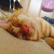 ゆきお