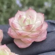 パンダの多肉屋の画像