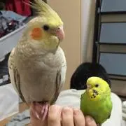 ⭐️ ぺこきぃ ⭐️
