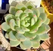 つや