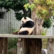 Yu