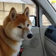 いちごポッキー