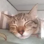 MIKE  =⁠^⁠•^⁠=の画像
