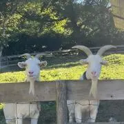 なつの画像