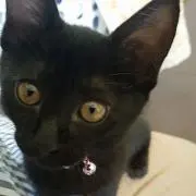 いとたんの画像