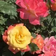 めぐ❁︎プロフ一読お願いしますの画像