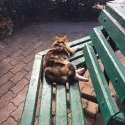 rinの画像