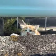 やーまのの画像