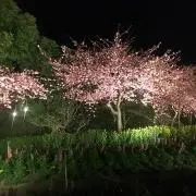 Kanaの画像