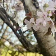 sihaの画像