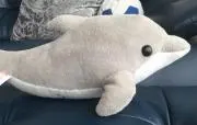 イルカ