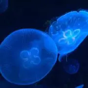 Reina.