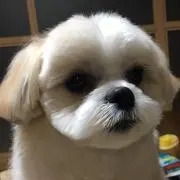 Kuri