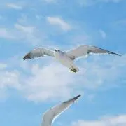 シト