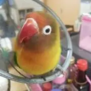 タナーダ