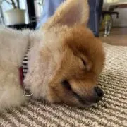 ちゃちゃの画像