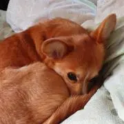 敬子