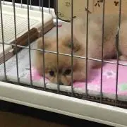 berryの画像