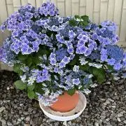 いまちゃんの画像