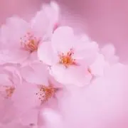 さくらん