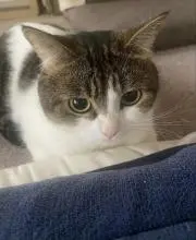 にゃんこの画像