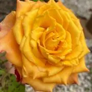 ちー