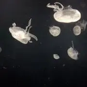 そらの画像