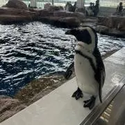 あやかの画像